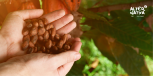 Cacao plantation image