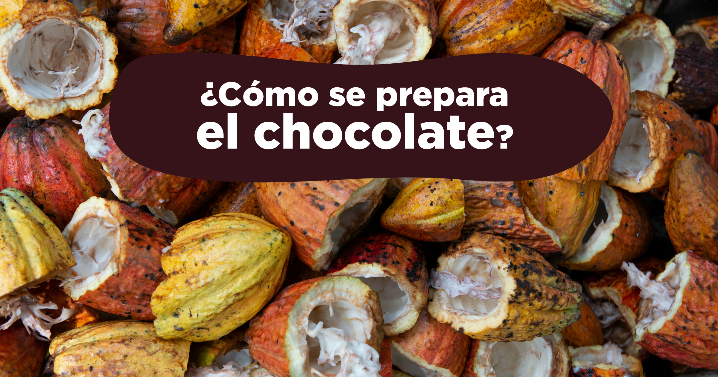 Cacao a chocolate