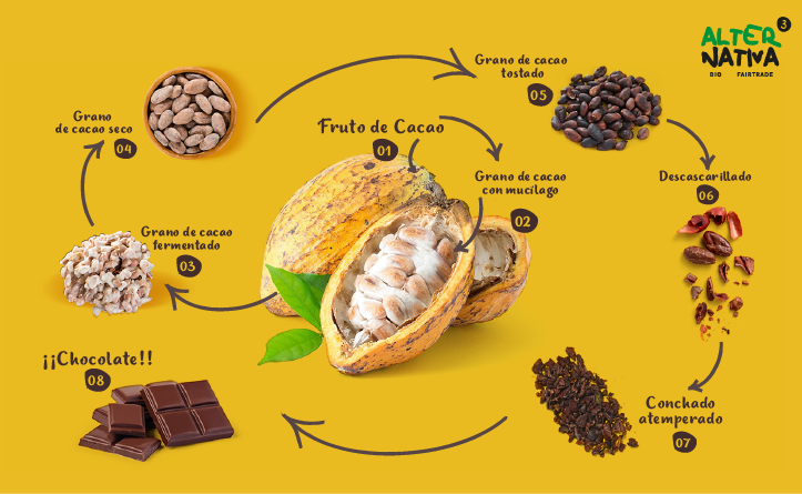 ¿Cómo se transforma el cacao en chocolate?