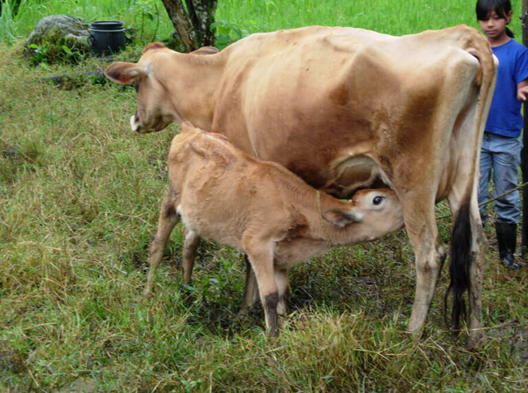 Cafè amb llet, regala una vaca