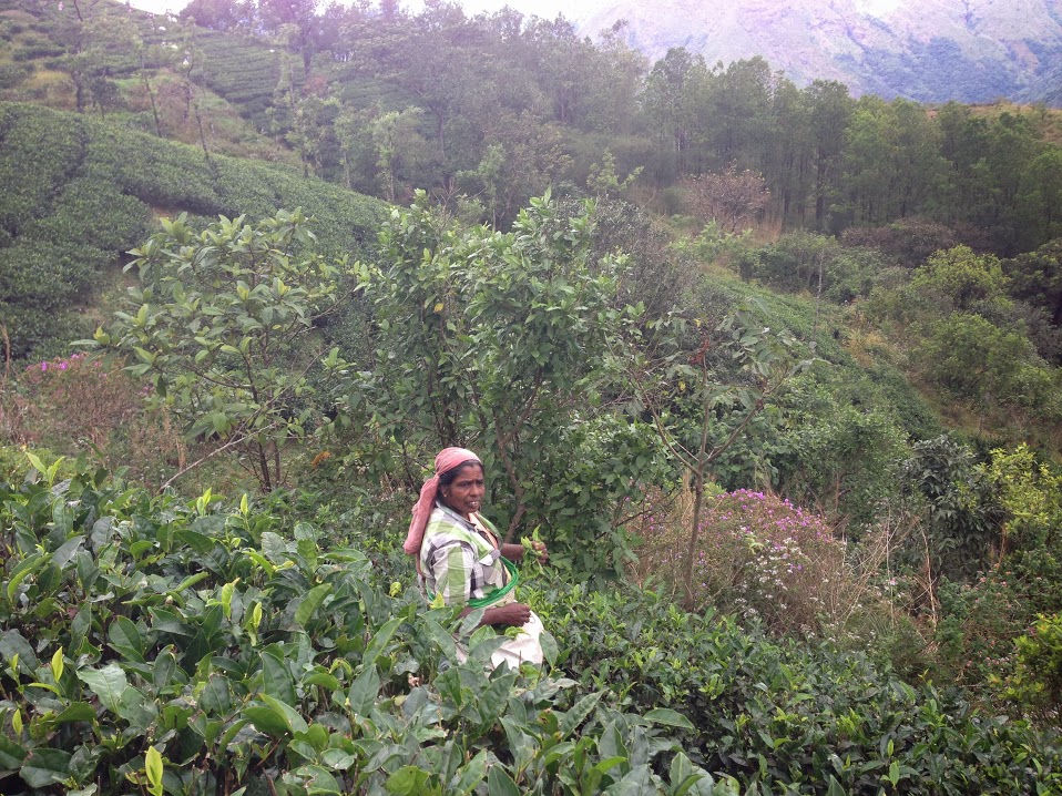 The Small Farmer Tea Project, Kerala. India